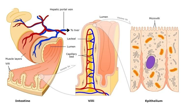 Villi