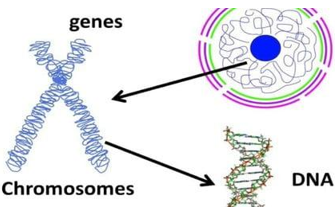 genes, chromosomes, DNA