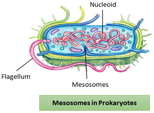 mesosome