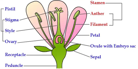 typical flower 