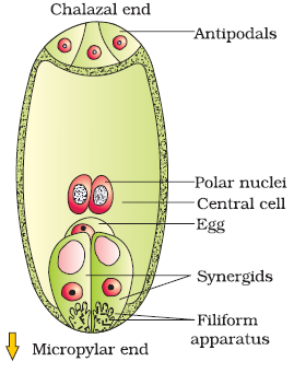 mature embryo sac