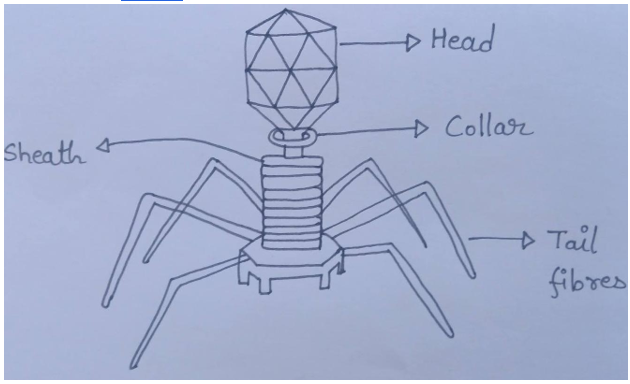 bacteriophage