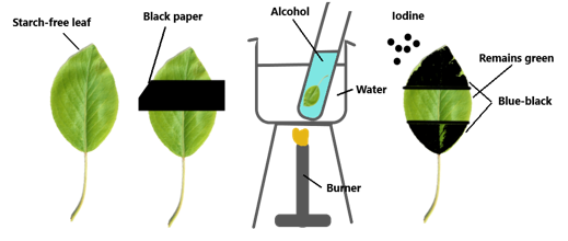 presence of starch in leaves