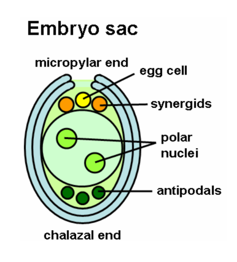 biology figure