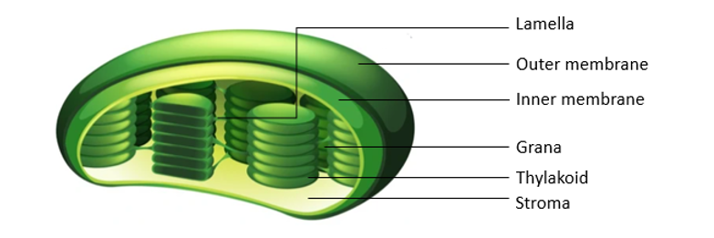 biology figure