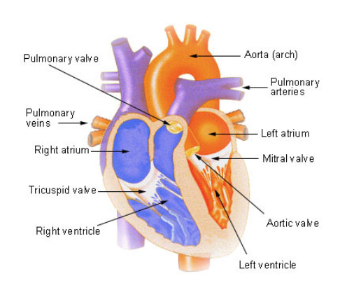 Human Heart