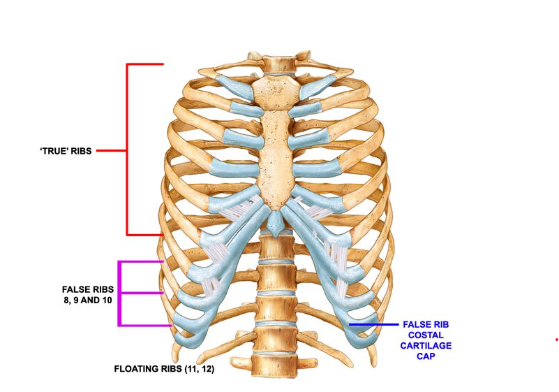 How many ribs are present in human beings?