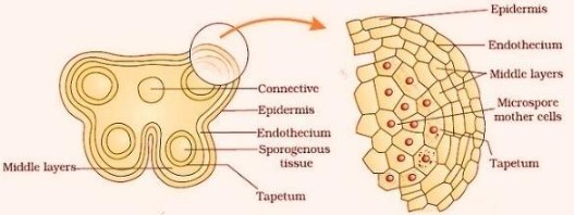 Explain the structure of microsporangium