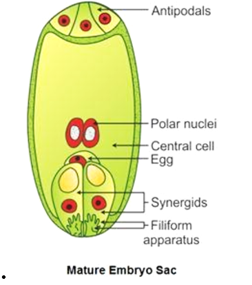 mature embryo sac