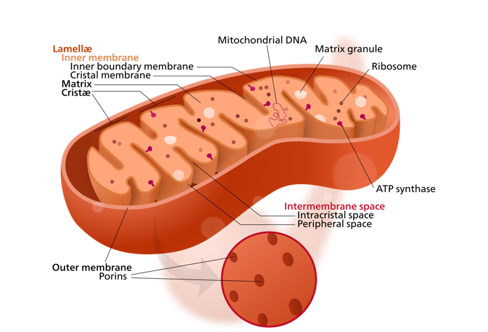 Mitochondria