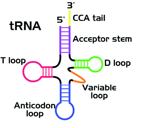 RNA