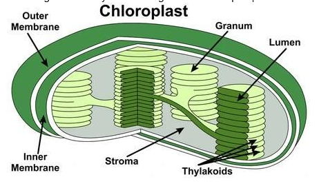 chloroplast