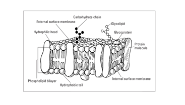 membrane