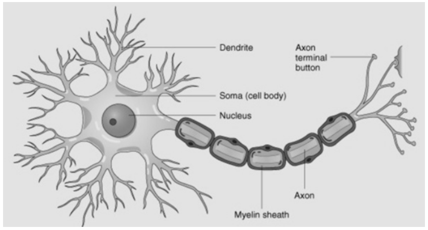 Neuron