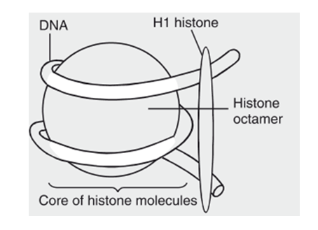 nucleosome