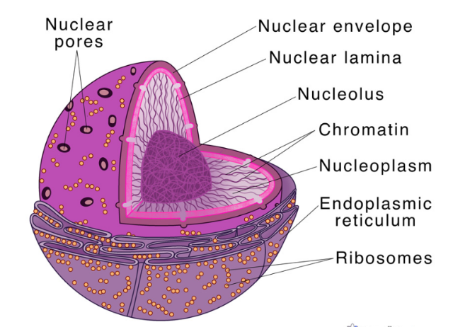 Nucleus