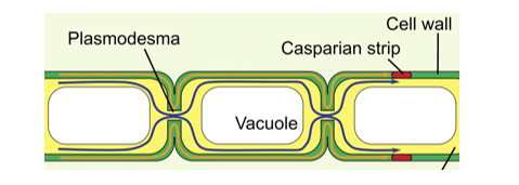 plasmodesmata