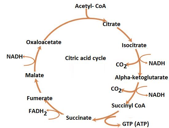 Which statement is wrong for Krebs cycle?