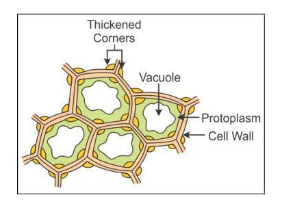 transverse section